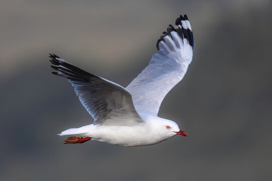 Silver Gull (Chroicocephalus novaehollandiae) flying, 1080 Beach, NSW, January 2026