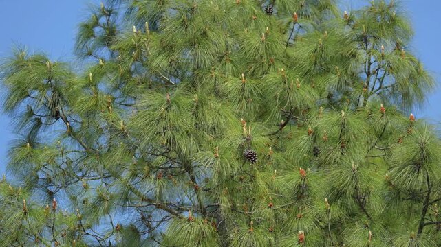 View of a lush pine tree with long green needles and small brown cones against a clear blue sky in Nepal.