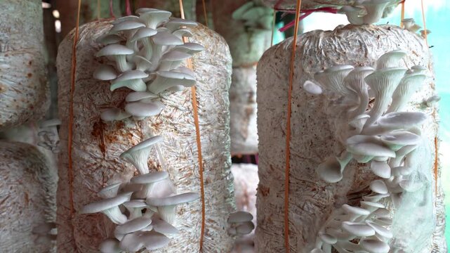 View of white oyster mushrooms growing from hanging substrate bags in a commercial mushroom farm in Nepal.