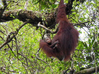 Baby orangutan holding tight to its mother. © Lianlly Jerome