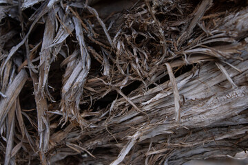 Fototapeta premium Close-up abstract texture of weathered wood fibers and dry organic natural material.