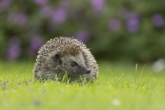 European hedgehog (Erinaceus europaeus) adult animal on a garden grass lawn in the summer, Suffolk, England, United Kingdom