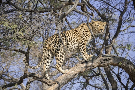 Leopard (Panthera pardus) climbing on tree, near Khomas, Namibia