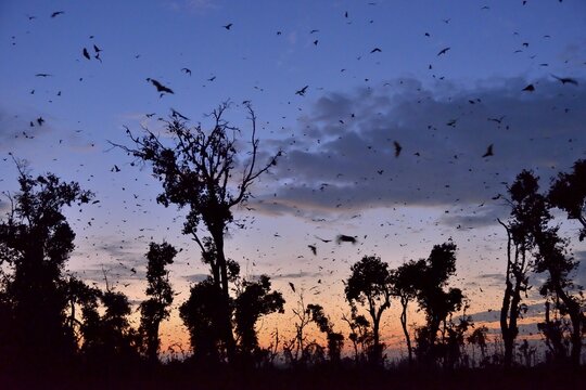Straw-coloured Fruit Bats (Eidolon helvum), in flight at first light, Kasanka National Park, Zambia