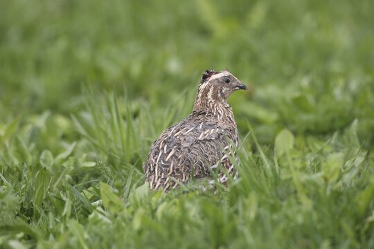 Common quail (Coturnix coturnix) with head injury in meadow, Lower Austria, Austria