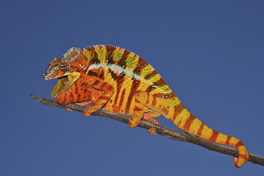 Panther Chameleon (Furcifer pardalis), male in threatening posture, Madagascar