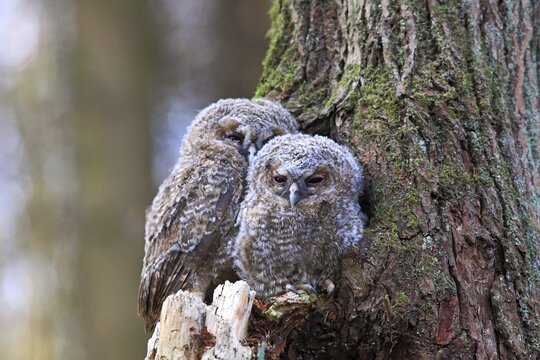 Young Tawny Owls or Brown Owls (Strix aluco) perched in front of a tree hollow, Westerwald, Solms, Lahn-Dill Kreis, Hesse, Germany