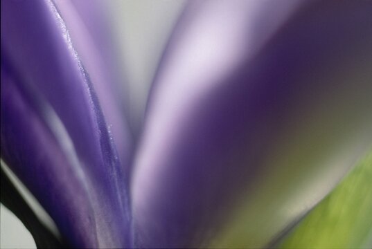 Iris sibirica iris