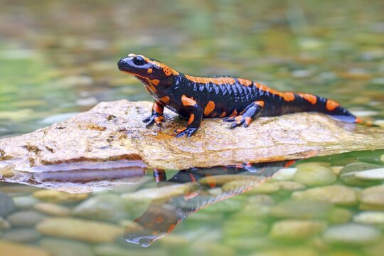 Orange Fire salamander (Salamandra salamandra), Rare colour variation, Solms, Hesse, Germany