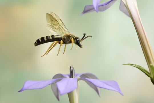 Sweat Bee (Halictus scabiosae) in flight at the flower of a Phlox (Phlox), Germany