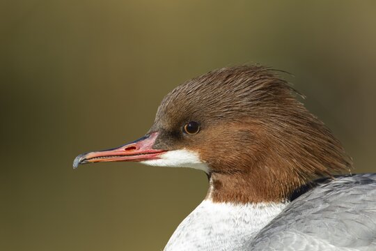 Goosander (Mergus merganser) adult female bird head portrait, England, United Kingdom