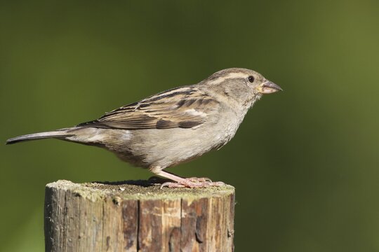 House Sparrow (Passer domesticus), female, Allg&auml;u, Bavaria, Germany