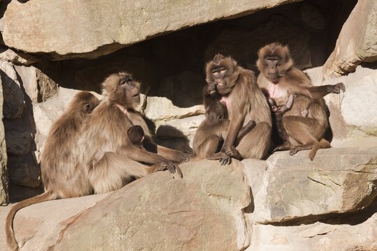 Gelada or Gelada baboons (Theropithecus gelada), group with young, Naturzoo Rheine, North Rhine-Westphalia, Germany, Europe