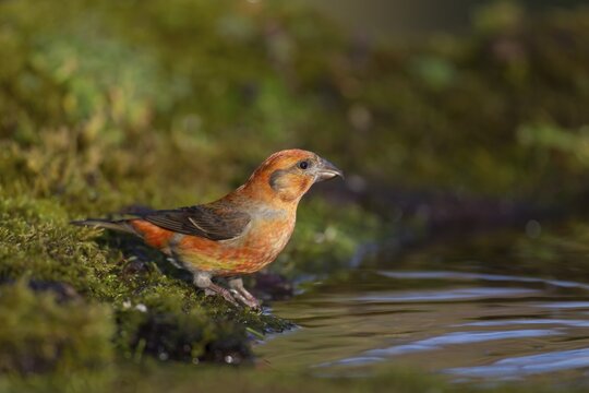 Common crossbill (Loxia curvirostra) adult male bird at a woodland drinking pool, Norfolk, England, United Kingdom