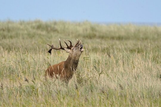 Red deer (Cervus elaphus), rutting, roaring deer, wildlife, Vorpommersche Boddenlandschaft National Park, Mecklenburg-Western Pomerania, Germany