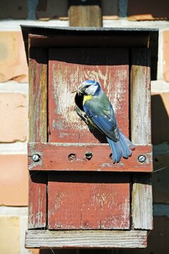 Blue Tit (Cyanistes caeruleus, Syn. Parus caeruleus), with caught insect at the hole of a nesting box, Poel Island, Mecklenburg-Western Pomerania, Germany, Europe