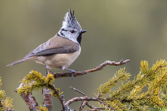 Crested tit (Parus cristatus), sitting on a branch, Terfens, Tyrol, Austria