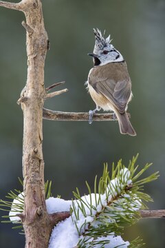 Crested tit (Parus cristatus), sitting on a branch in winter, Terfens, Tyrol, Austria
