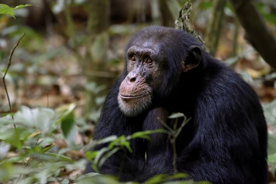 Western chimpanzee (Pan troglodytes verus) sits in the rainforest, wildlife, near Bossou, Nz&eacute;r&eacute;kor&eacute; Region, Guinea