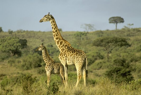 Masai Giraffe with baby Giraffa camelopardis Masai Mara National reserve Kenya East Afrika