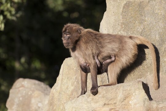 Gelada Baboon (Theropithecus gelada), female adult with young, Naturzoo Rheine zoo, North Rhine-Westphalia, Germany, Europe