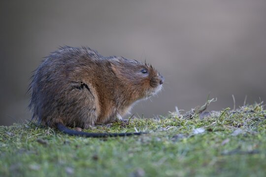 Water vole (Arvicola amphibius) adult on a river bank, Derbyshire, England, United Kingdom