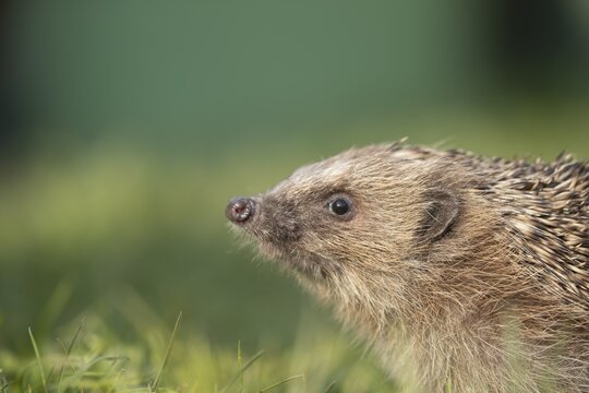 European hedgehog (Erinaceus europaeus) adult animal head portrait, Suffolk, England, United Kingdom