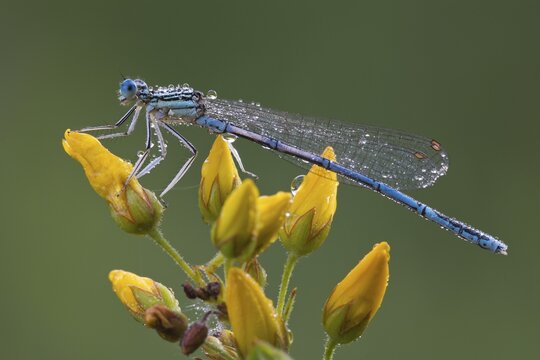 White-legged damselfly (Platycnemis pennipes), male, Burgenland, Austria