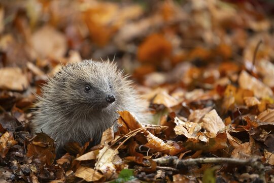 European hedgehog (Erinaceus europaeus) adult animal amongst fallen autumn leaves, Suffolk, England, United Kingdom