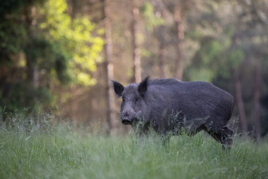 Boar in a clearing in summer, Wittlich, Rhineland-Palatinate, Germany