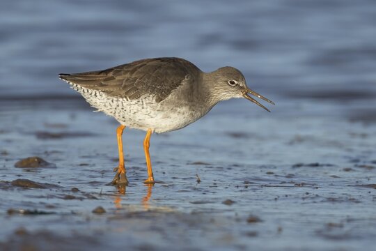 Common redshank (Tringa totanus) adult bird feeding on a mudflat, Norfolk, England, United Kingdom