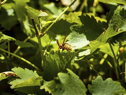 European hornet (Vespa crabro) between vine leaves, Germany