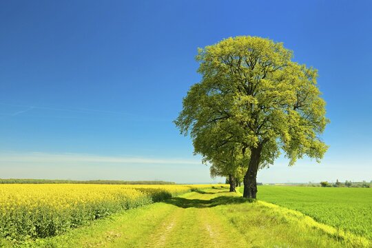 Cultural landscape in spring, old lime trees on a field path between a grain field and a flowering rape field, blue sky, Burgenlandkreis, Saxony-Anhalt, Germany