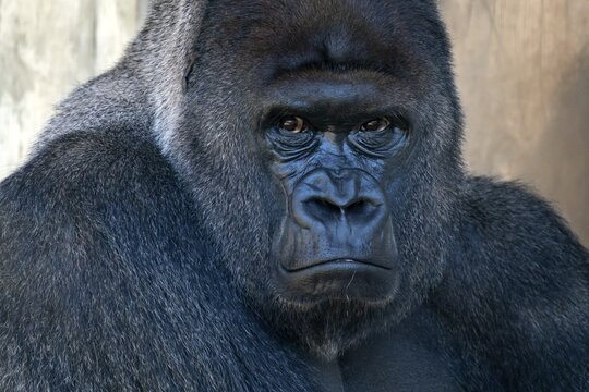 Plain gorilla ( Gorilla gorilla, gorilla) , silverback, animal portrait, Germany