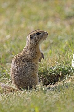 European ground squirrel (Spermophilus citellus), Burgenland, Austria, Europe