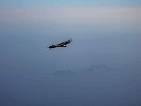 Griffon vulture (Gyps fulvus) in flight, including Mediterranean Sea and rocky island, Psiloritis, Ida Massif, Crete, Greece