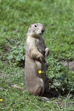 Black-tailed Prarie Dog (Cynomys ludovicianus), Salzburg Zoo, Austria, Europe