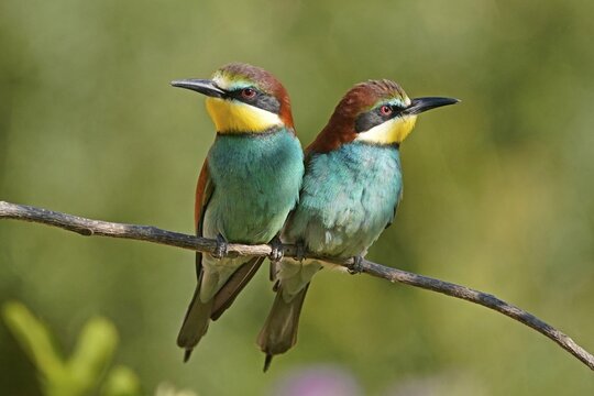 Bee-eater (Merops apiaster) sitting on a branch, wildlife, Rhineland-Palatinate, Germany