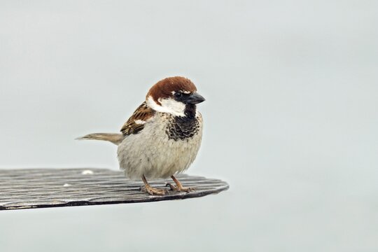 Italian Sparrow (Passer italiae), male, Italy, Europe