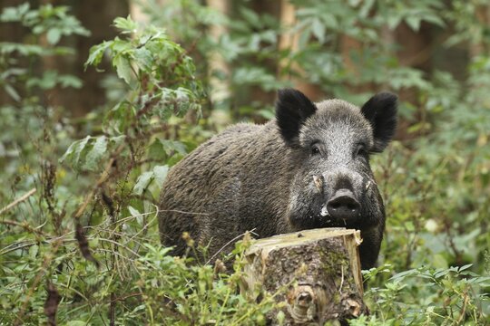 Wild boar (Sus scrofa) strong boar secured in summer forest, Allg&auml;u, Bavaria, Germany