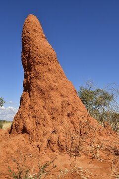 Termite mound near Waterberg, Namibia