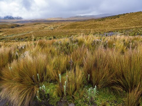 Paramo landscape in Antisana National Park, Napo Province, Ecuador