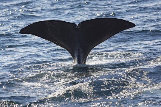 Sperm whale (Physeter macrocephalus Physeter or catodon), sperm whale bull, fluke, diving, Andenes, And&oslash;ya island, Vesteralen, Northern Norway, Norway