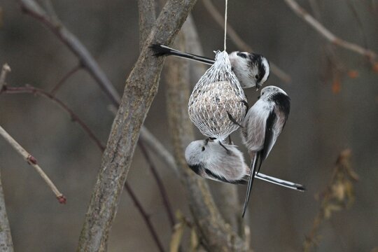 Long-tailed Tit (Aegithalos caudatus) small troop at a titmouse dumpling at winter feeding, Allg&auml;u, Bavaria, Germany