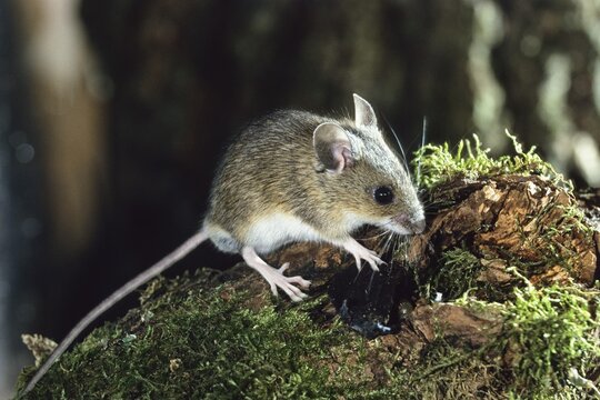 Yellow-necked field mouse or Yellow-necked mouse (Apodemus flavicollis), Bavaria, Germany, Europe