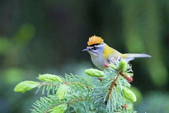 Common firecrest (Regulus ignicapillus) sits in a fir tree, Germany