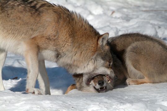 Gray Wolf or Timber wolf (Canis lupus lycaon) biting into the snout of a second wolf, Bavarian Forest National Park, Bavaria, Germany, Europe