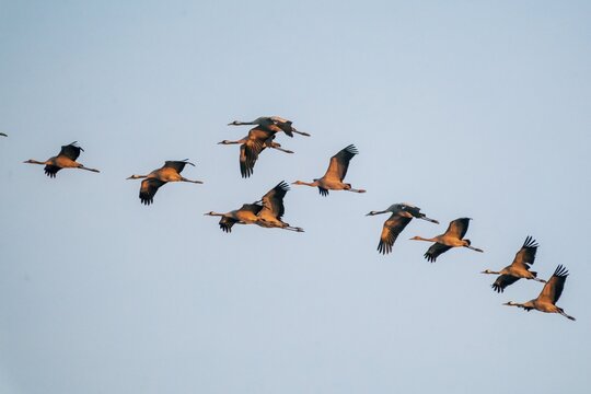 Common crane (Grus grus) flying, wildlife, National Park Vorpommersche Boddenlandschaft, Mecklenburg-Vorpommern, Germany