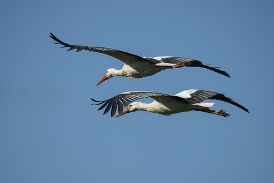 White stork (Ciconia ciconia), two storks flying, wildlife, Germany