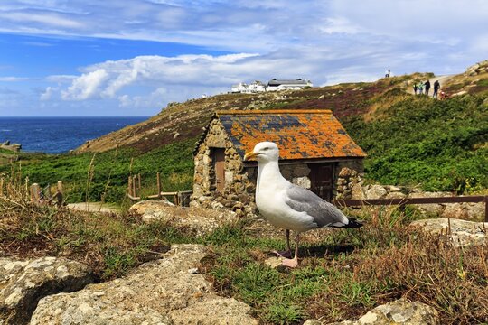 European herring gull (Larus argentatus), Land's End, Lands End, Penzance, Penwith Peninsula, Cornwall, England, United Kingdom